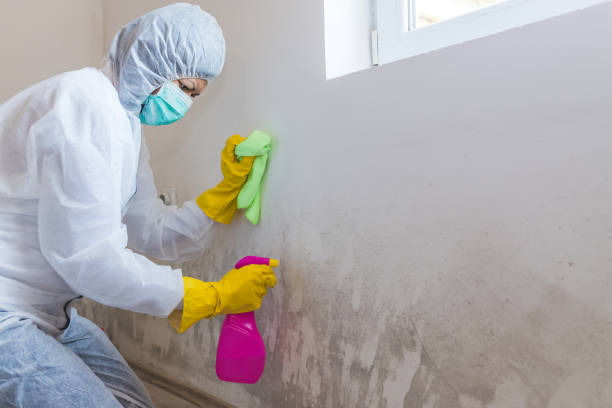 Why You Should Choose Our Mold Remediation Services in New Lexington, OH